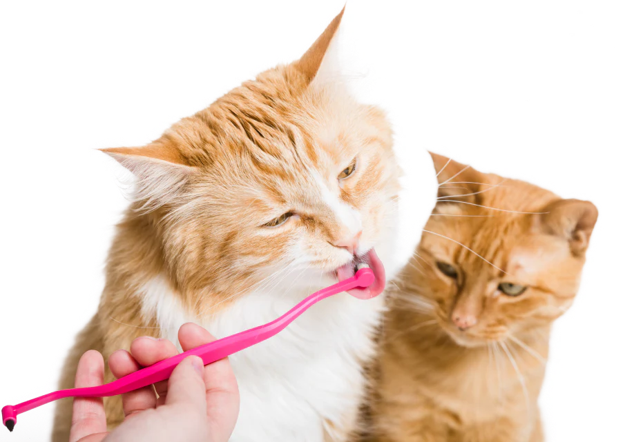 Smarter Care for Feline Smiles