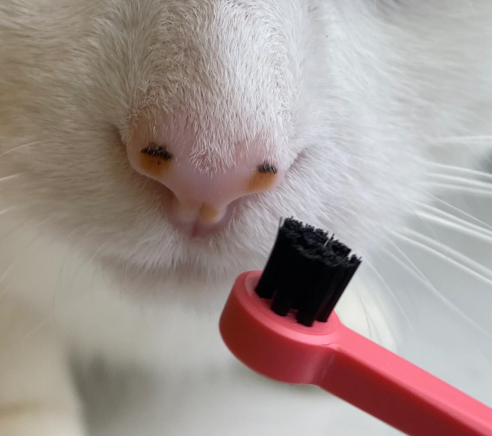 SMUDGELORD TOOTHBRUSH - Image 5